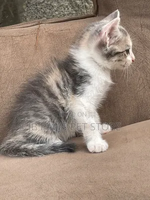 1-3 months Female Purebred Turkish Angora
