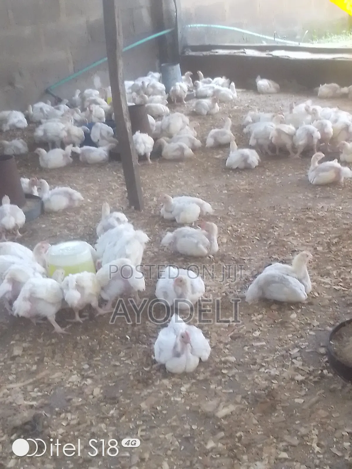 Hen for Sell