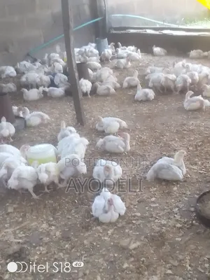 Hen for Sell