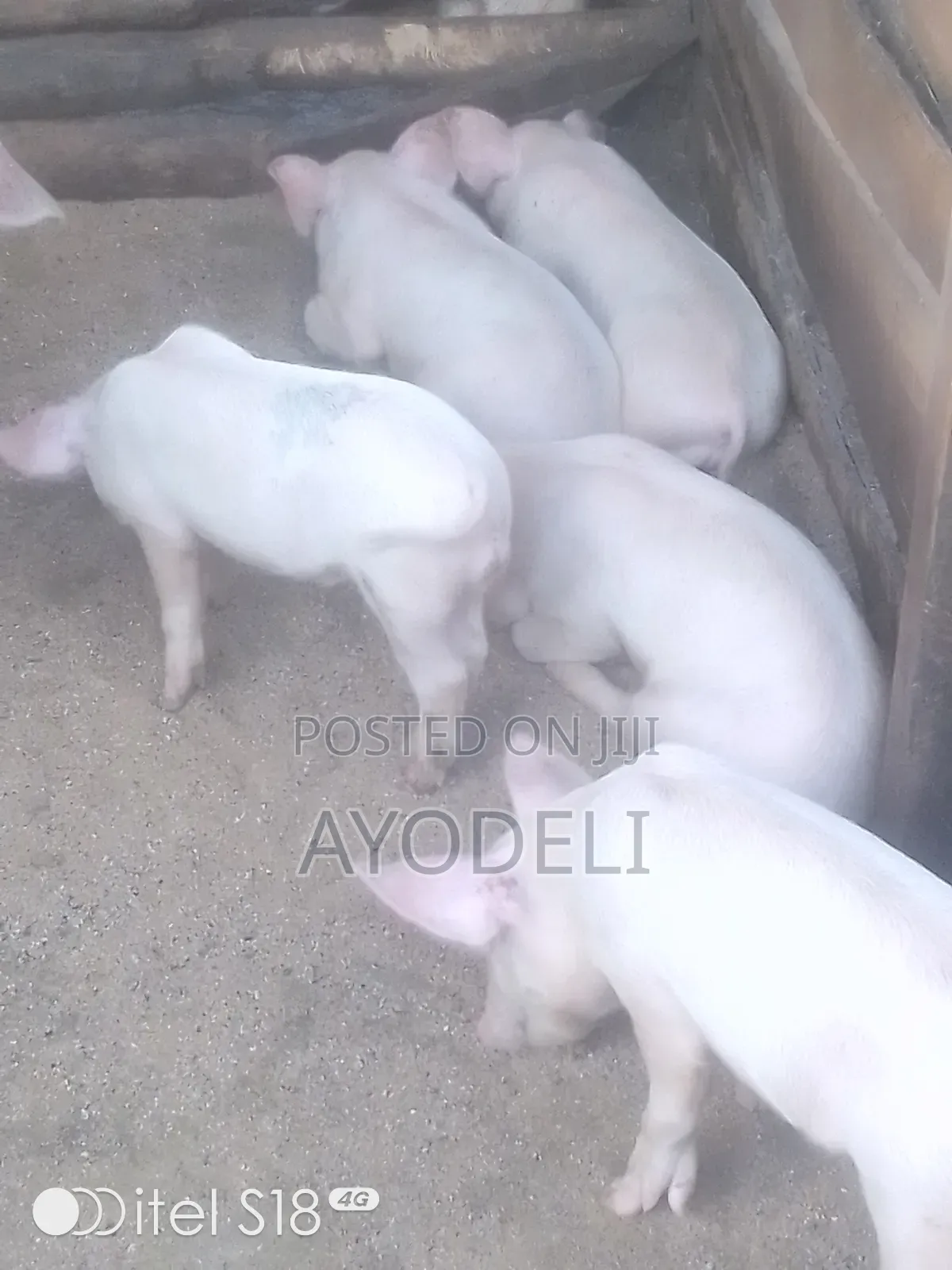 Pig for Sell