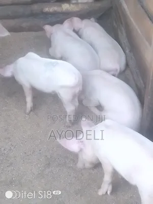 Pig for Sell