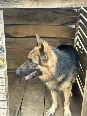 1+ year Male Purebred German Shepherd