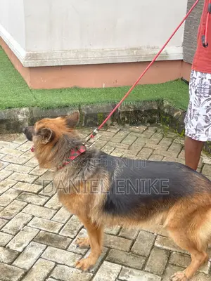 1+ year Female Purebred German Shepherd