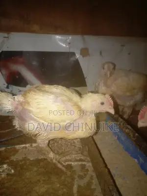 3 Weeks Broiler Birds