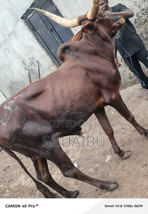 Life Cows at Affordable Price