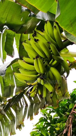 Fresh Grow Out Plantain Sucker