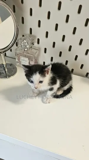 1-3 months Female Purebred American Shorthair