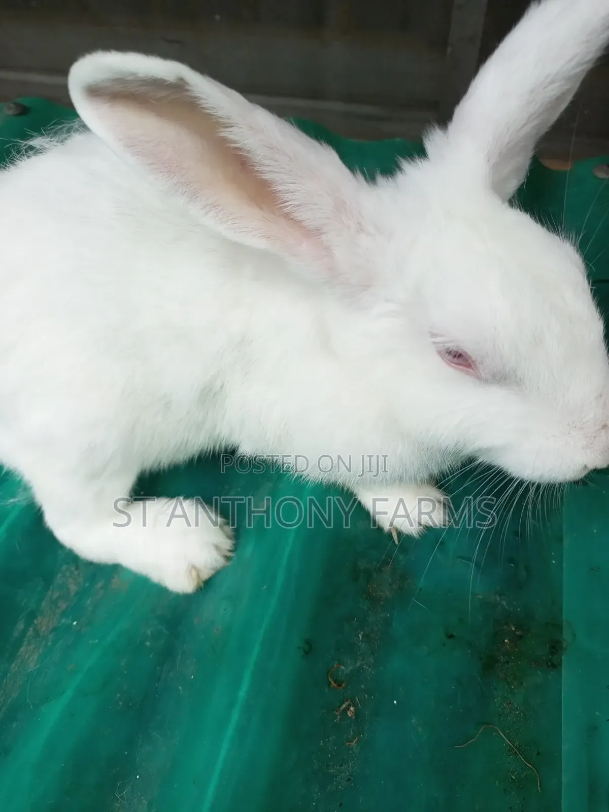 Matured Bunnies