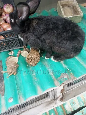 Matured Bunnies