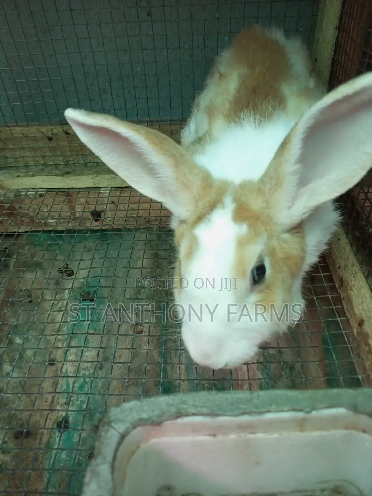Matured Bunnies