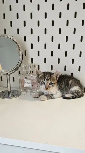 1-3 months Female Purebred American Shorthair