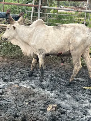 Healthy Cows Available for Sale