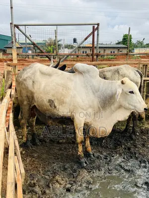 Healthy Cows for Sale