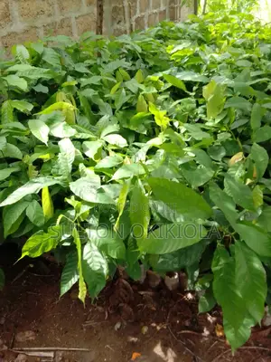 Cocoa Seedlings