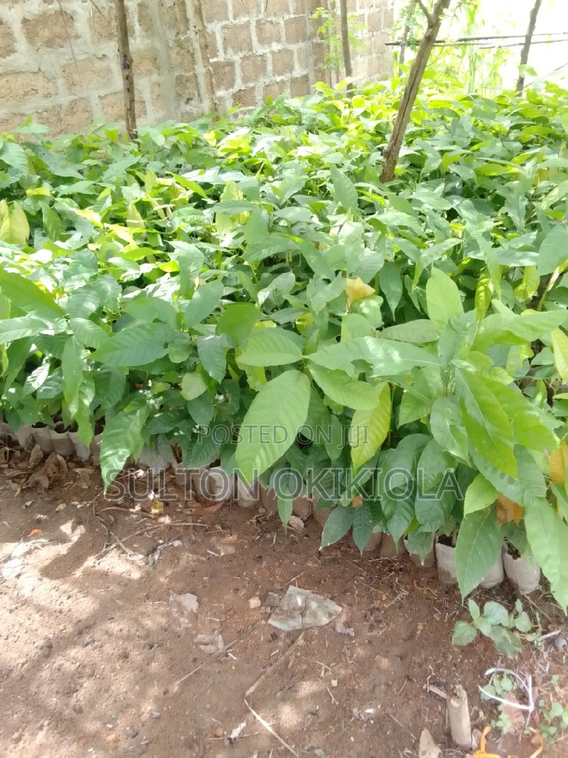 Cocoa Seedlings