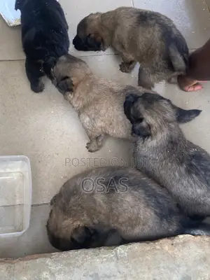 1-3 months Male Purebred German Shepherd