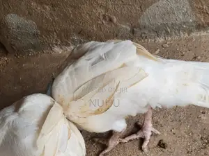 5 Months 2 Weeks Healthy Foreign Turkey's For Sale