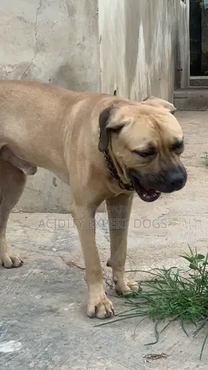 1+ year Male Purebred Boerboel