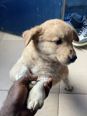 1-3 months Female Mixed Breed German Shepherd