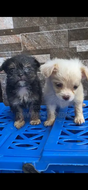 0-1 month Female Purebred Lhasa Apso