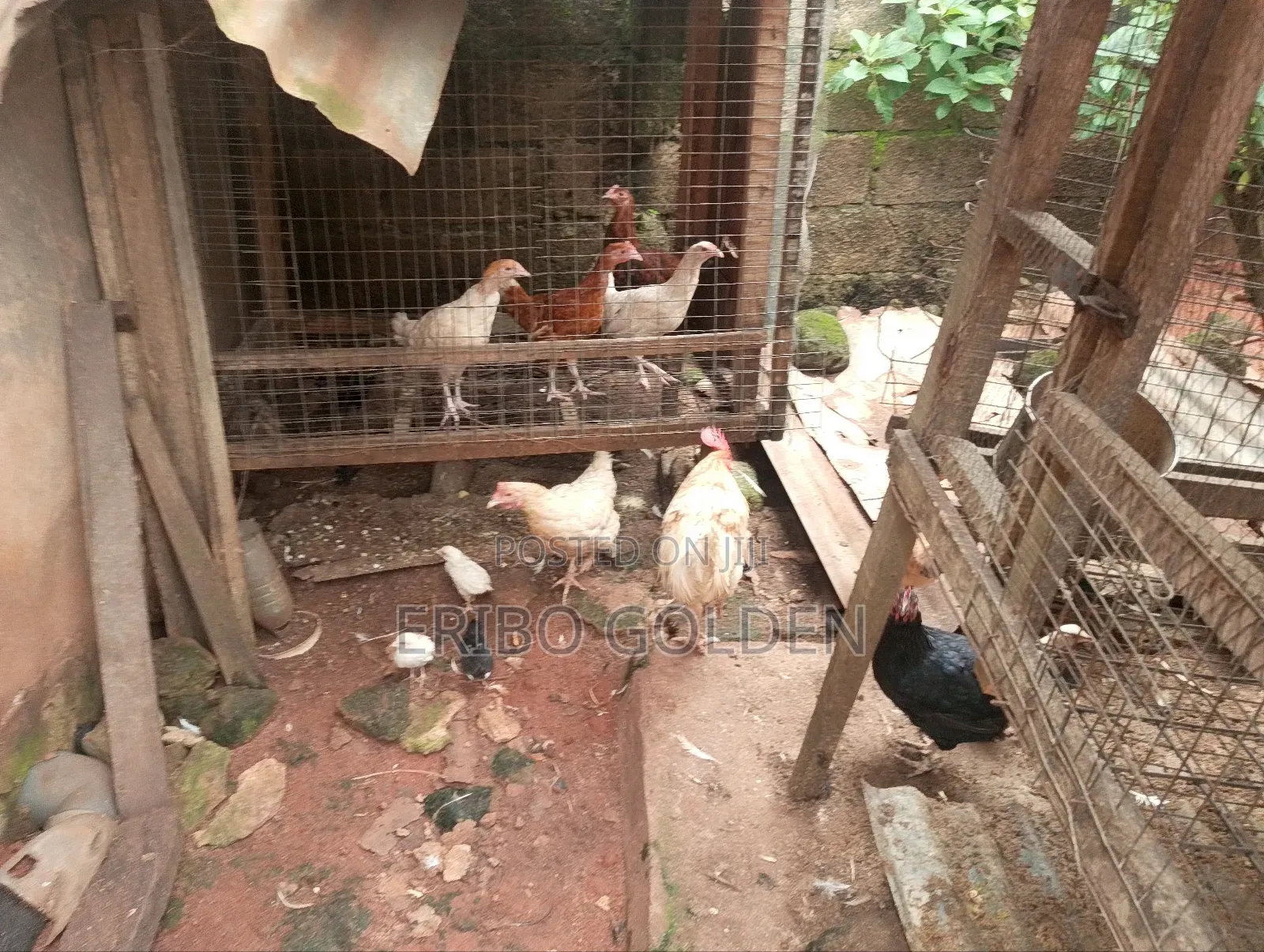Native Fowl