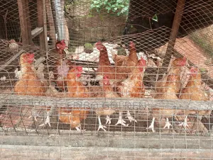 Native Fowl