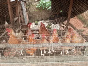 Native Fowl