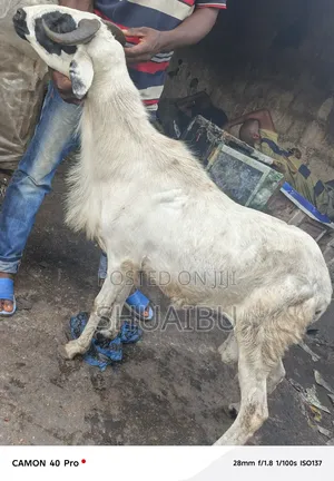 Life Rams for Sale