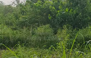 Landed Property For Sale