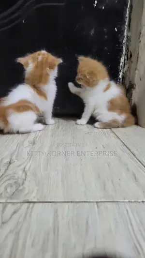 0-1 month Female Purebred Turkish Angora