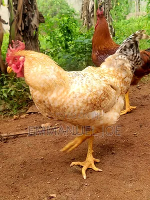 Noiler and Broiler for Sale Very Affordable. -