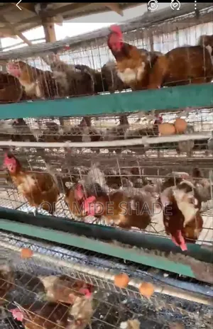 Poultry for Sale