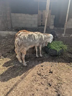 Sudanese Sheep