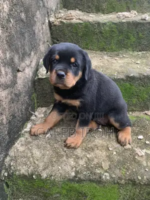 1-3 months Female Purebred Rottweiler