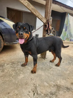 1+ year Male Purebred Rottweiler