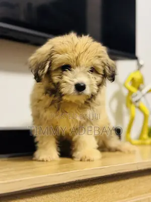 1-3 months Male Purebred Lhasa Apso
