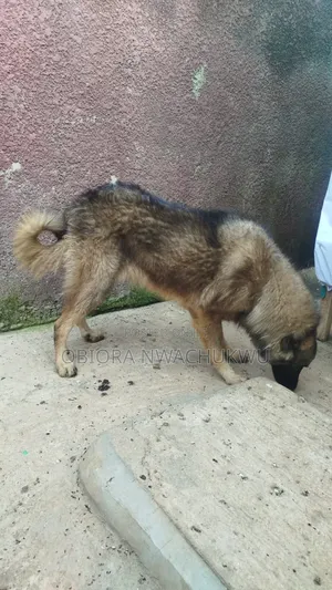 1+ year Female Purebred Caucasian Shepherd