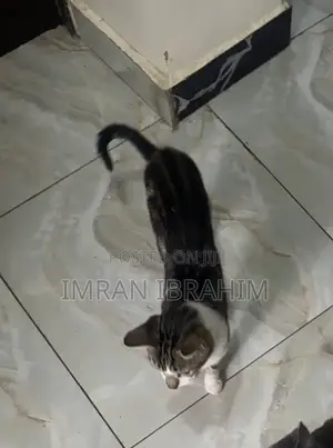 1+ year Male Mixed Breed American Shorthair