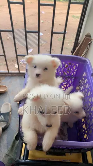 1-3 months Female Purebred American Eskimo