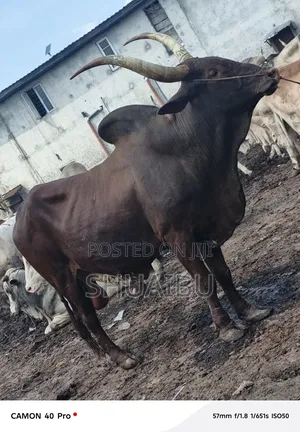 Life Cows for Sale