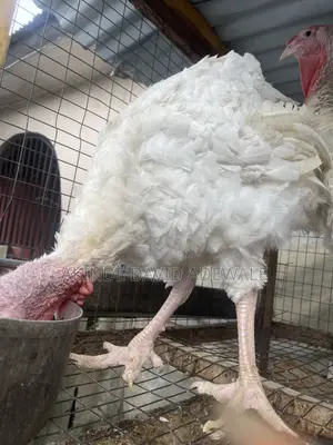 Foreign Turkeys for Sale