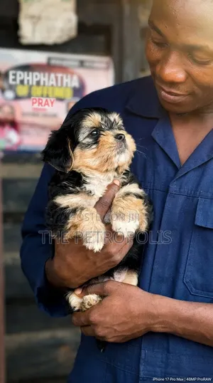 1-3 months Female Purebred Lhasa Apso