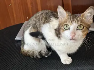 1-3 months Male Purebred American Shorthair