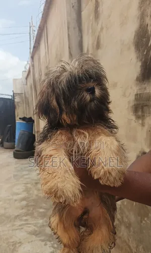 1-3 months Male Purebred Lhasa Apso