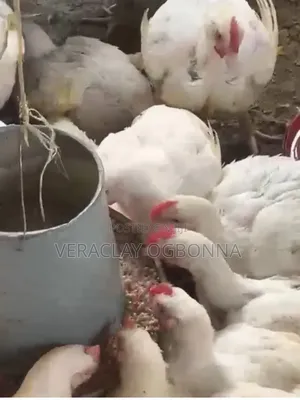 8 Weeks Old Broilers
