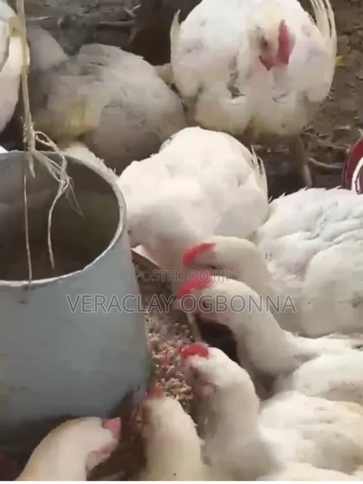 8 Weeks Old Broilers