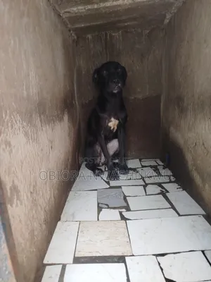 6-12 months Female Purebred Cane Corso