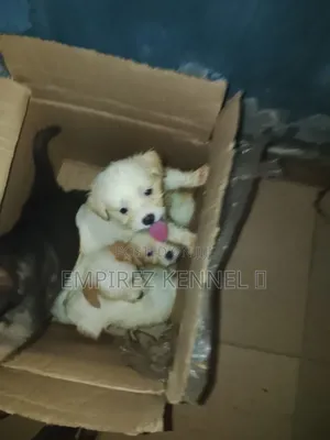 1-3 months Female Purebred Lhasa Apso