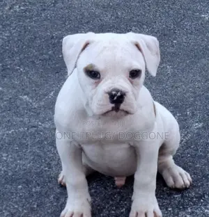 1-3 months Male Purebred American Bulldog