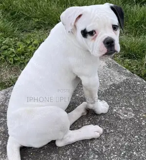 1-3 months Male Purebred American Bulldog